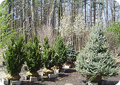 The Nursery